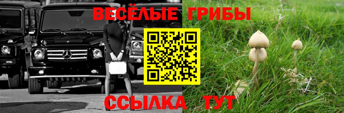 Псилоцибиновые грибы Psilocybe Белогорск